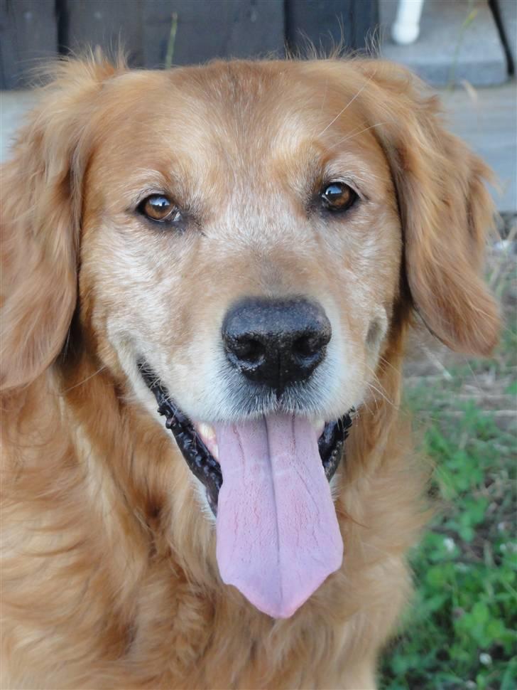 Golden retriever Tjapper - Foto: Isa Edelbo billede 16