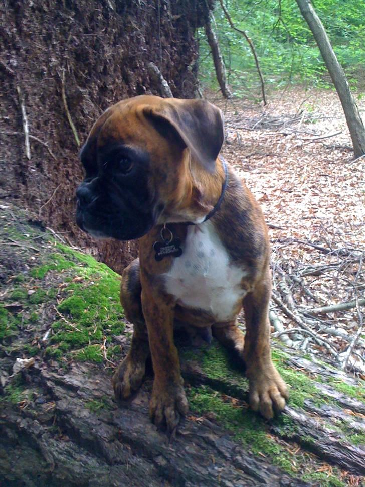 Boxer Balou  billede 14