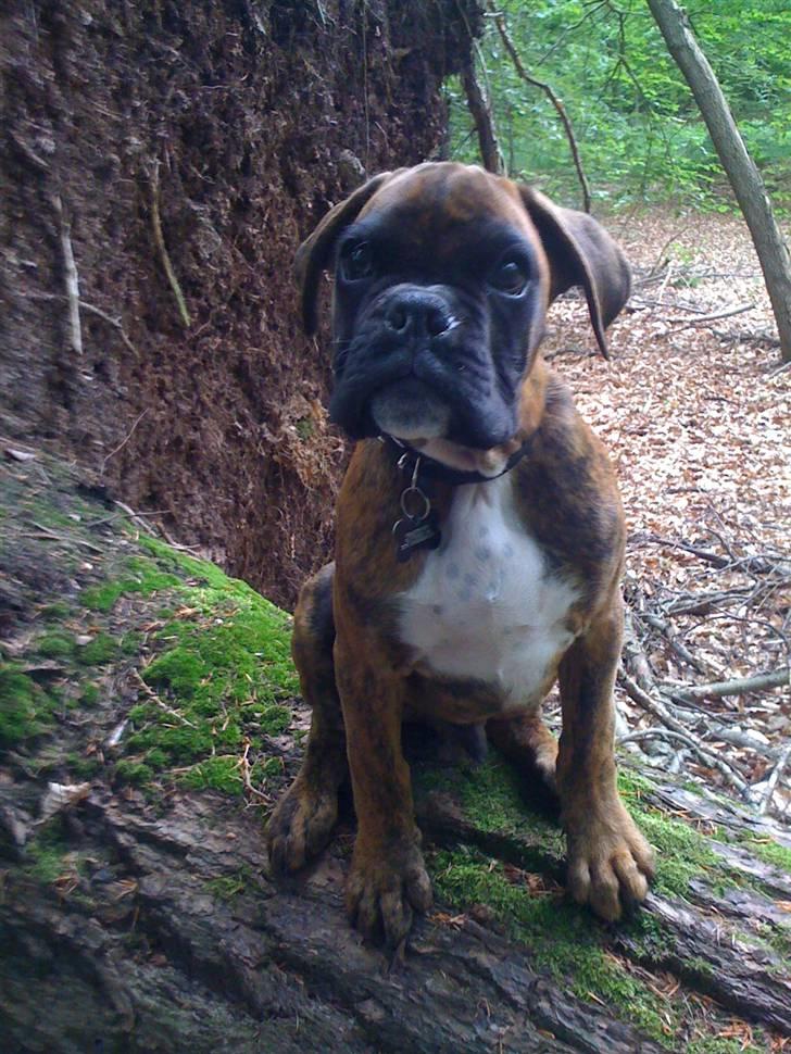 Boxer Balou  - se jeg sidder på et væltet træ billede 15
