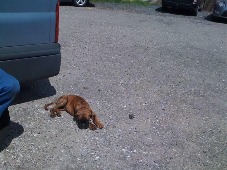 Boxer Balou  - jeg elsker når der er frokost pause så kan jeg slappe af når far er der billede 16