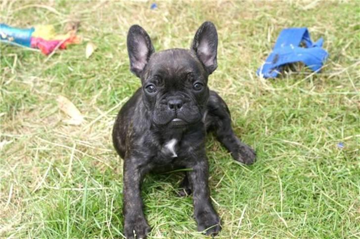 Fransk bulldog Kesi Kjeld - taget af opdrætteren billede 1