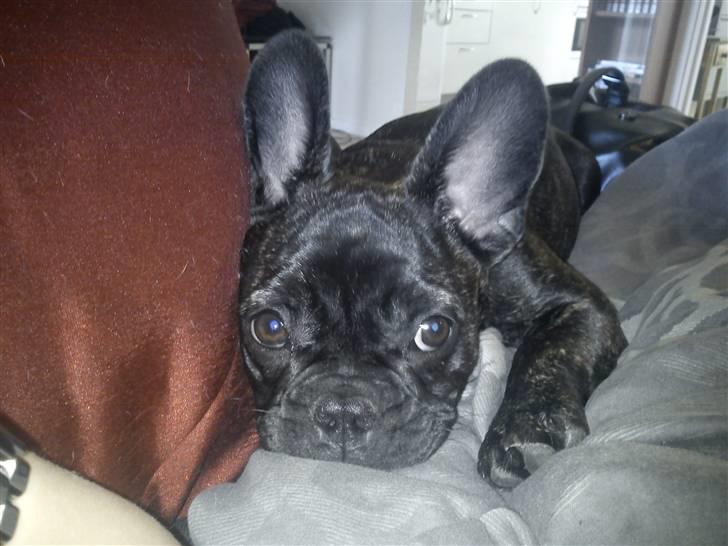 Fransk bulldog Kesi Kjeld - nyt billede billede 2