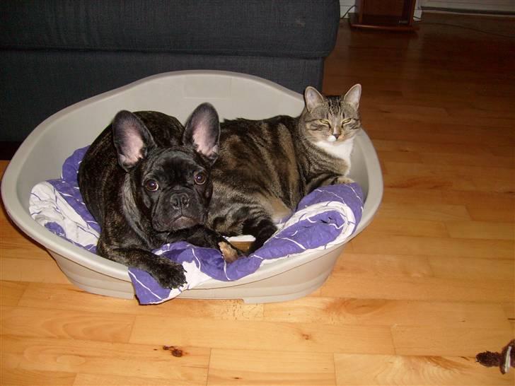Fransk bulldog Kesi Kjeld - vi kan sagten være her begge to :) billede 3