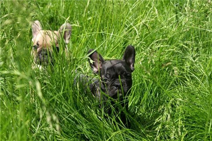 Fransk bulldog Kesi Kjeld - taget af opdrætteren billede 4