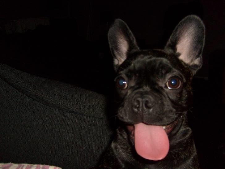 Fransk bulldog Kesi Kjeld - halløjsa :D billede 5