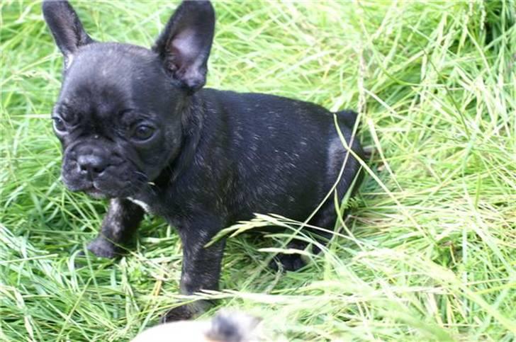 Fransk bulldog Kesi Kjeld - taget af opdrætteren billede 6