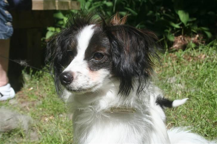 Papillon Zulu - NYT d. 16 juni ´10 billede 11