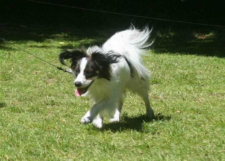 Papillon Zulu - NYT d. 16 juni ´10 billede 12