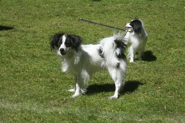 Papillon Zulu - NYT d. 16 juni ´10 billede 13