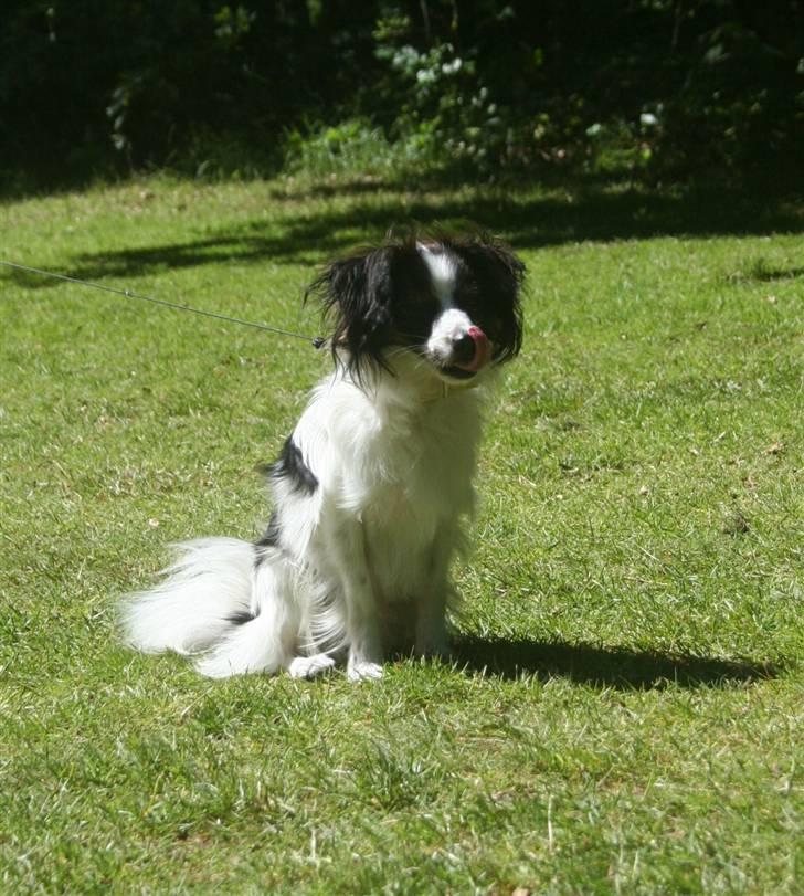 Papillon Zulu - NYT d. 16 juni ´10 billede 14