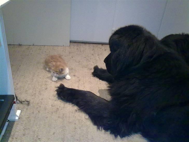 Newfoundlænder Lukas *HIMMELHUND* ( Cannon Bear`s Black Coffè) billede 4