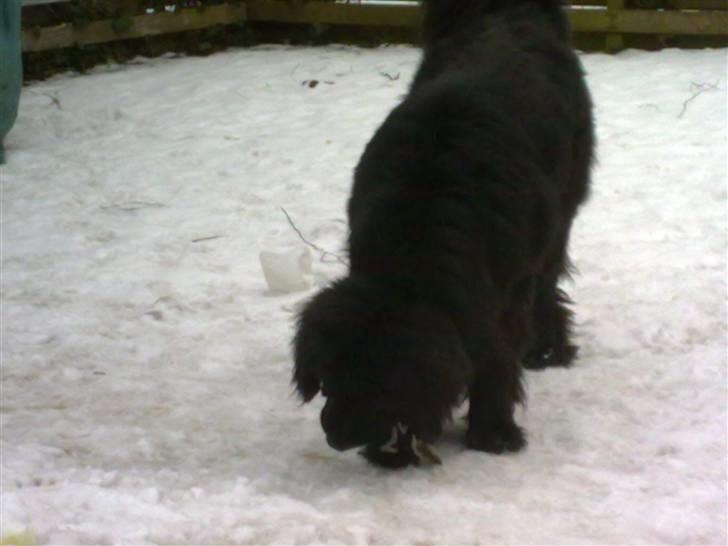 Newfoundlænder Lukas *HIMMELHUND* ( Cannon Bear`s Black Coffè) billede 5