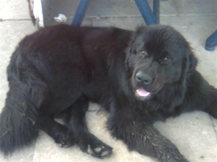 Newfoundlænder Lukas *HIMMELHUND* ( Cannon Bear`s Black Coffè) billede 6