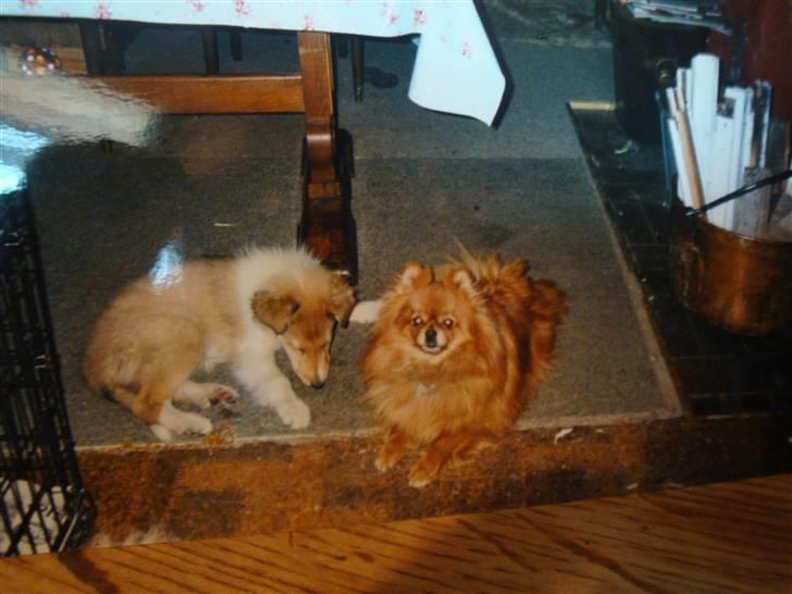 Pomeranian Topsys Rødtop - en meget ung Truntemed Rødtop   2003 billede 2