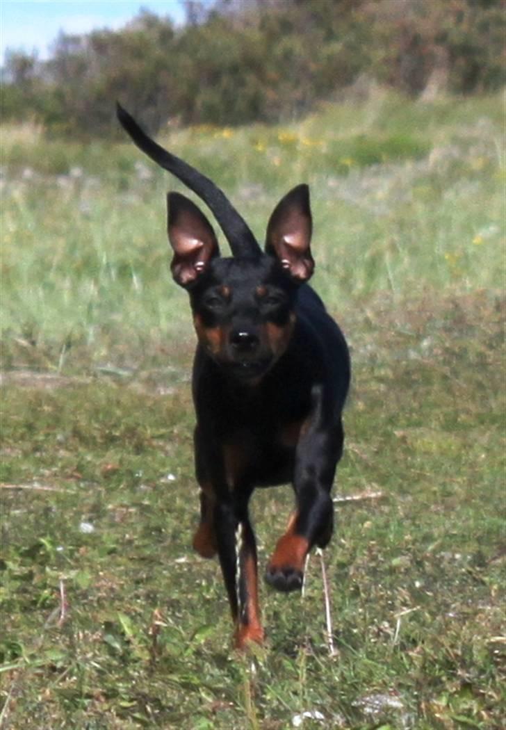 Dvaergpinscher Liva billede 7