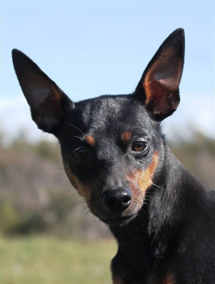Dvaergpinscher Liva billede 8