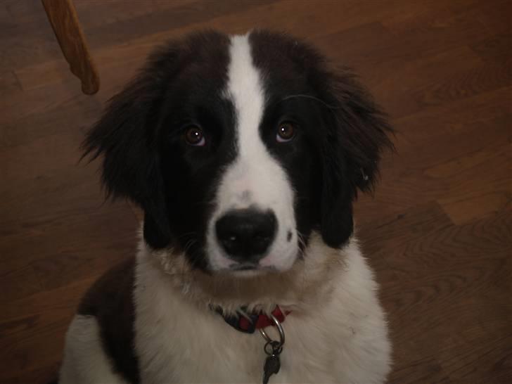 Landseer Gaia billede 3