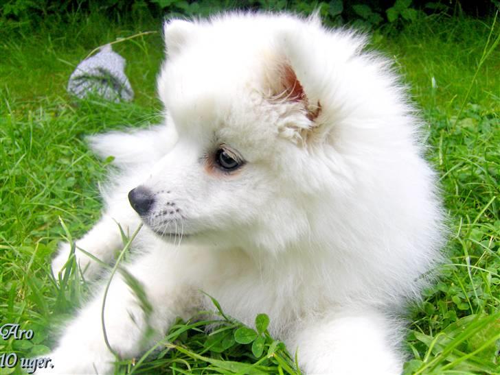 Japansk spids Aro billede 16