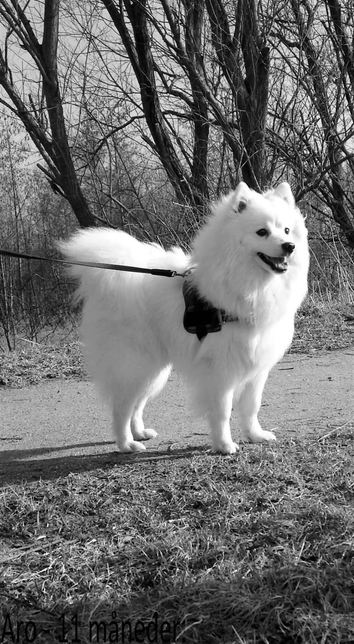 Japansk spids Aro billede 17