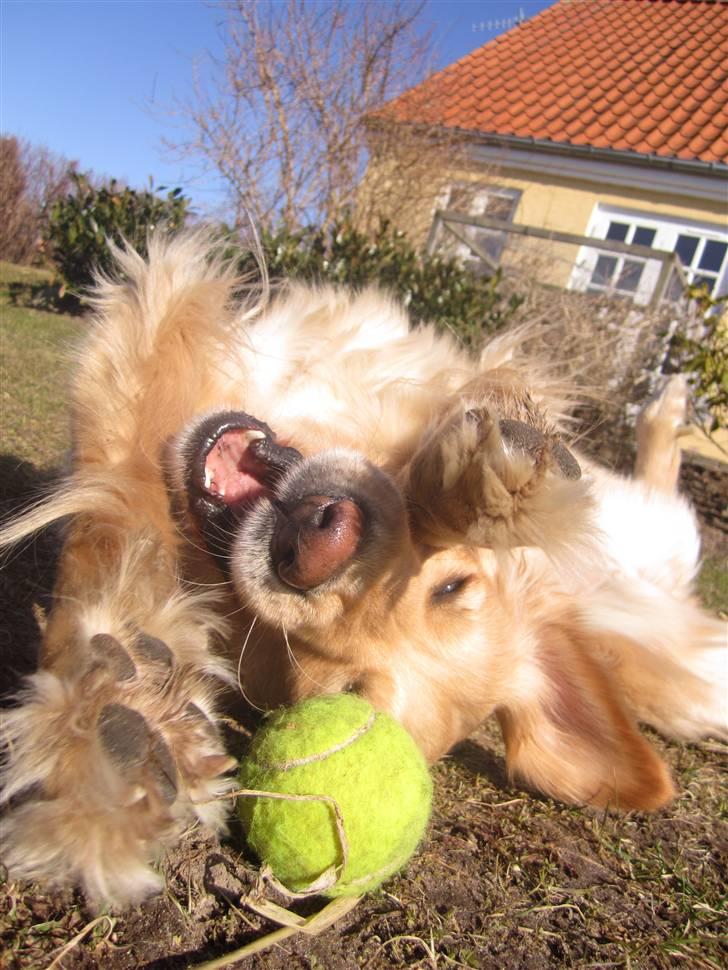 Golden retriever Sif billede 15