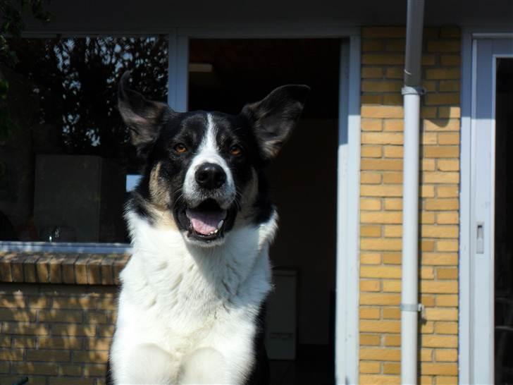 Blanding af racer Milo (Border Collie/Lab.) billede 11