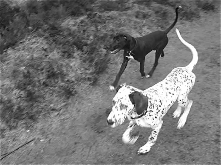 Blanding af racer Grand Dalmatiner - Her er jeg 5 mdr og ude at lege med min søster Freya  billede 9