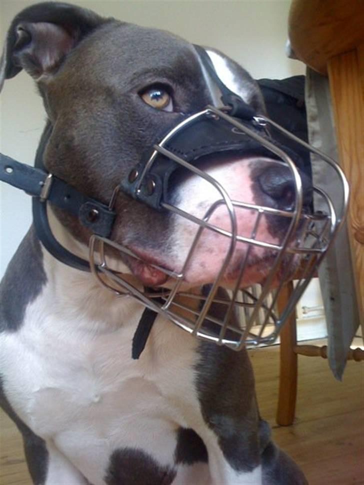 Amerikansk staffordshire terrier Commando Aio billede 19