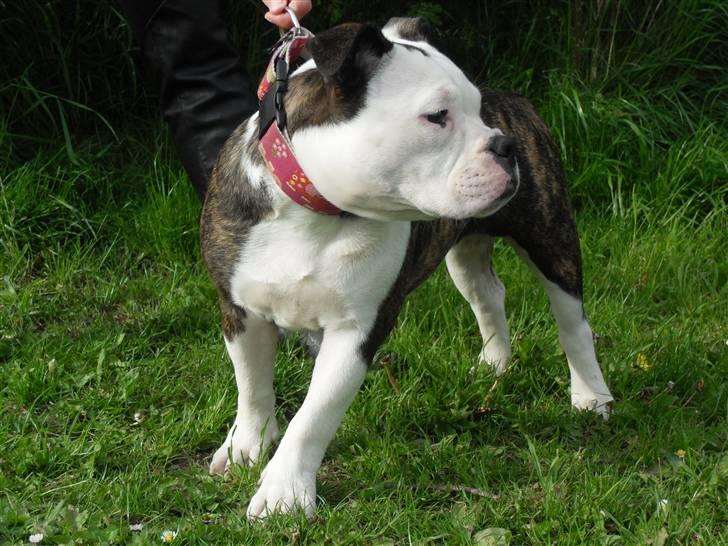 Olde english bulldogge Perle billede 3