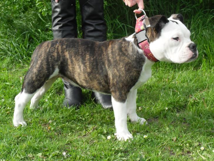Olde english bulldogge Perle billede 4