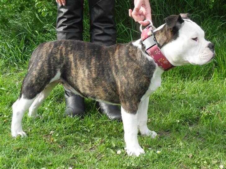 Olde english bulldogge Perle billede 5