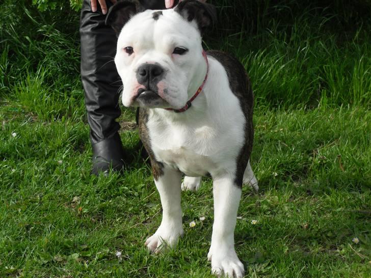 Olde english bulldogge Perle billede 6