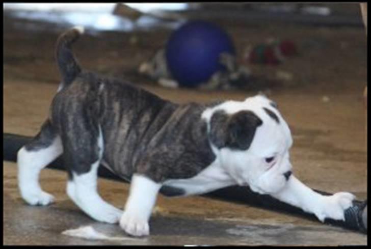 Olde english bulldogge Perle billede 7