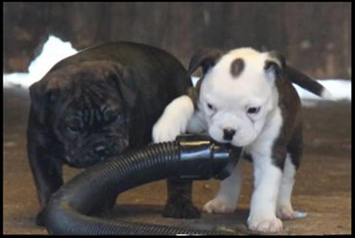 Olde english bulldogge Perle billede 8