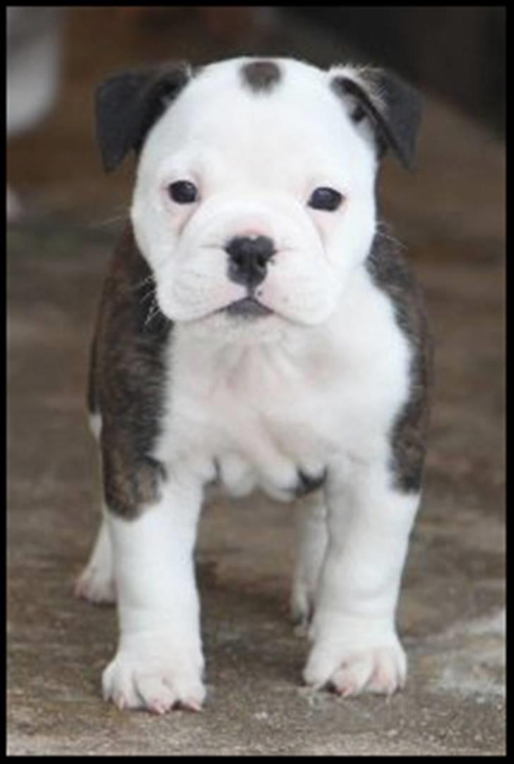 Olde english bulldogge Perle billede 9