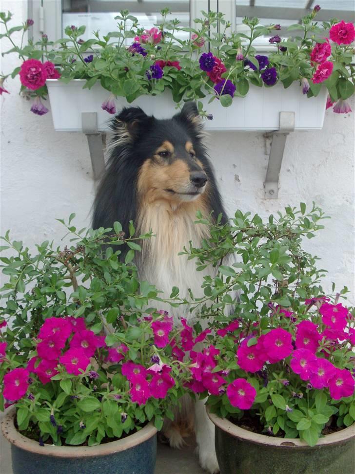 Collie langhåret Bold And The Beutiful - Murphy i blomsterne;) billede 1