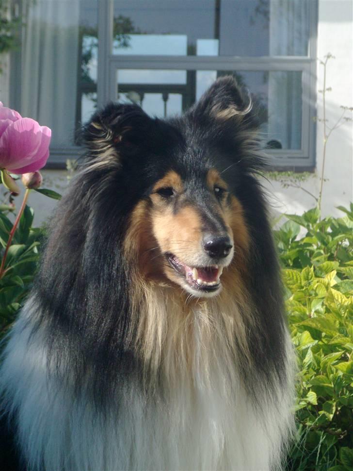 Collie langhåret Bold And The Beutiful - smukke Murphy i haven:) billede 3