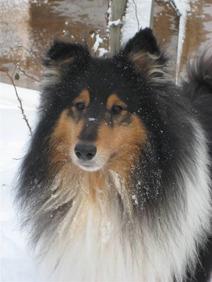 Collie langhåret Bold And The Beutiful - igen i sneen billede 7