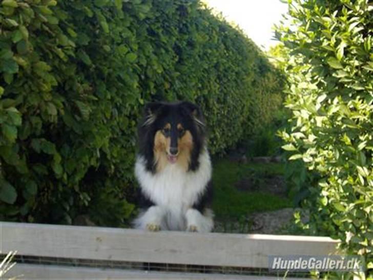 Collie langhåret Bold And The Beutiful - murphy kigge rud af haven:P ikke ret gammel på det her billede, derfor hans pels ikke ser ud som på de andre billeder:P billede 13