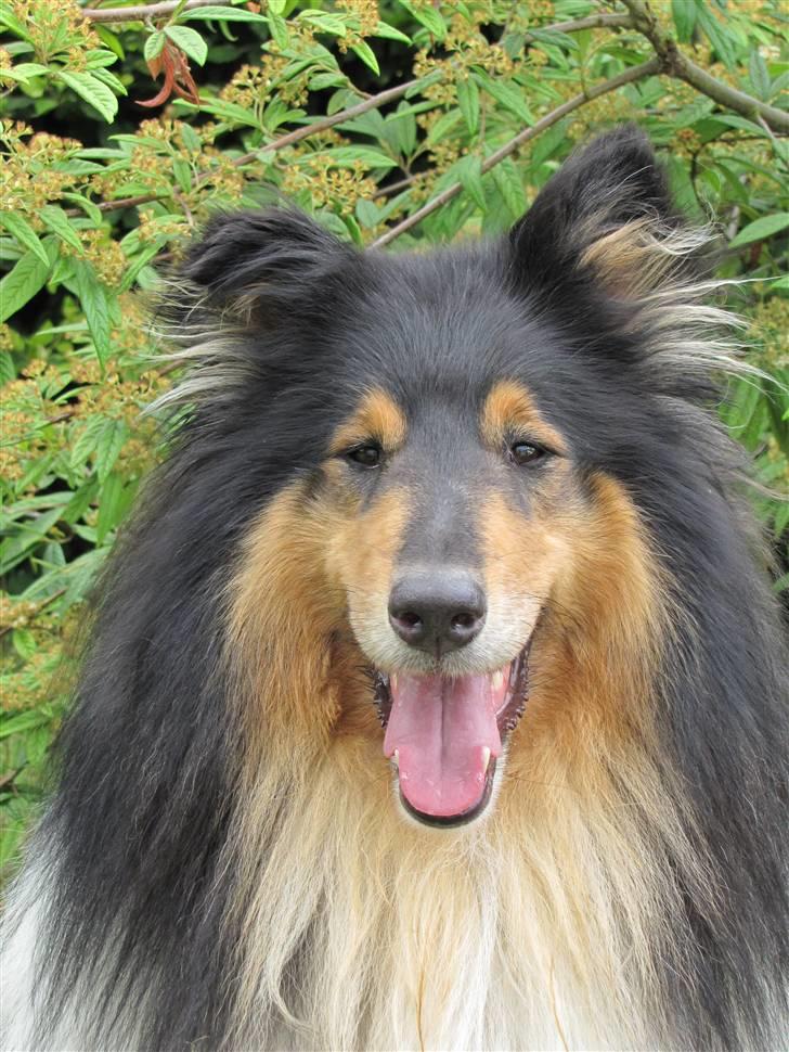 Collie langhåret Bold And The Beutiful - murphy kigger billede 15