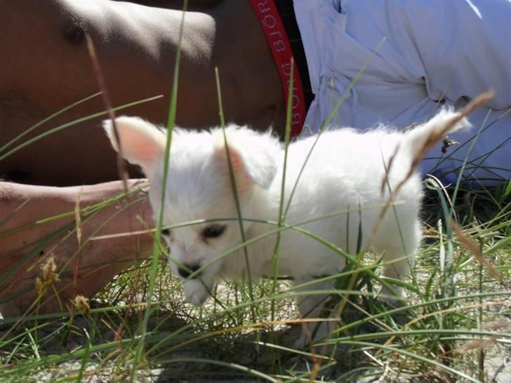 Chihuahua Kiki billede 1