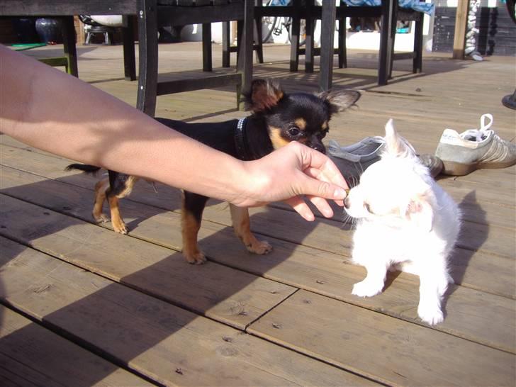 Chihuahua Kiki billede 2