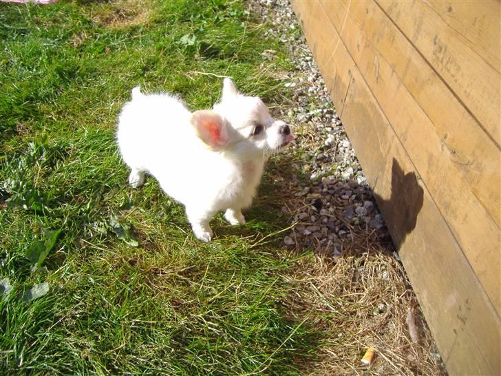 Chihuahua Kiki billede 3