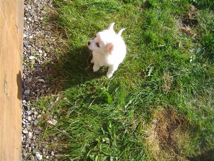 Chihuahua Kiki billede 4