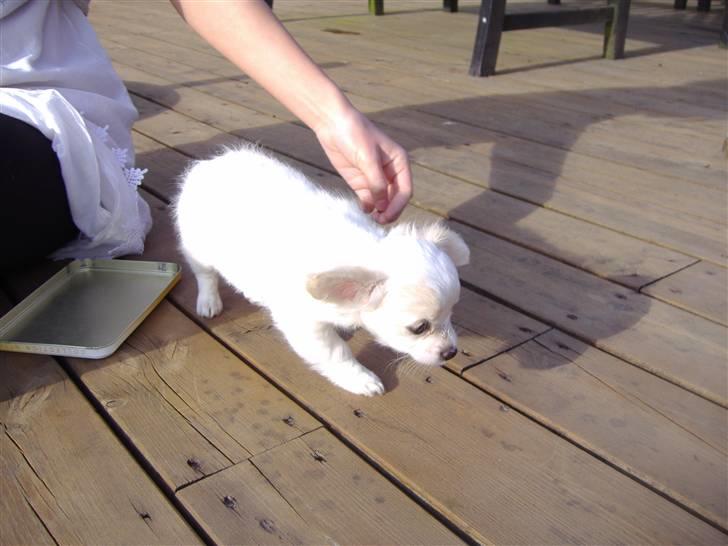 Chihuahua Kiki billede 5