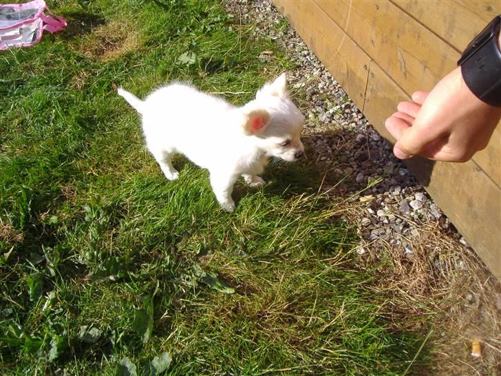 Chihuahua Kiki billede 6