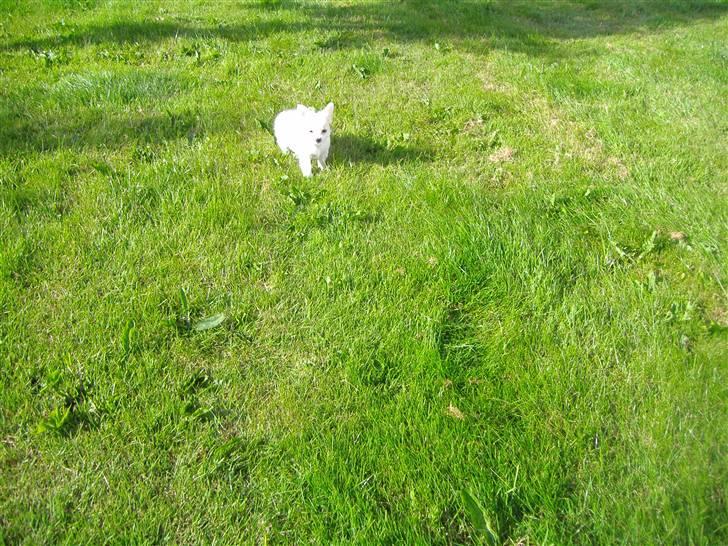 Chihuahua Kiki billede 7