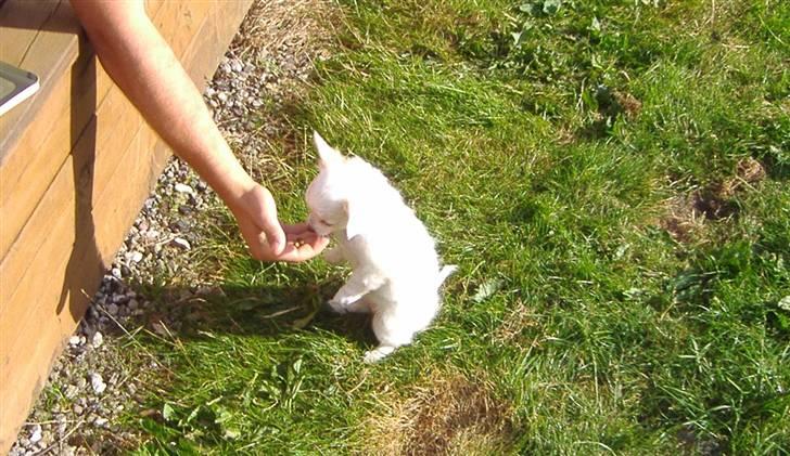 Chihuahua Kiki billede 8