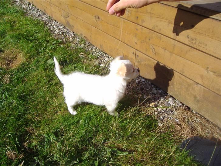 Chihuahua Kiki billede 9