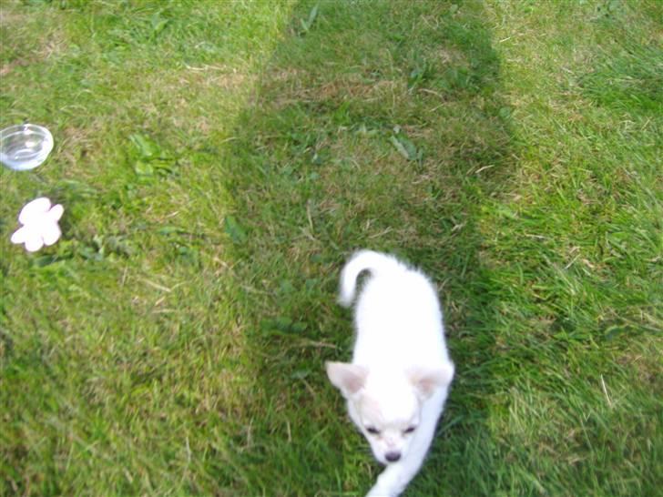 Chihuahua Kiki billede 10