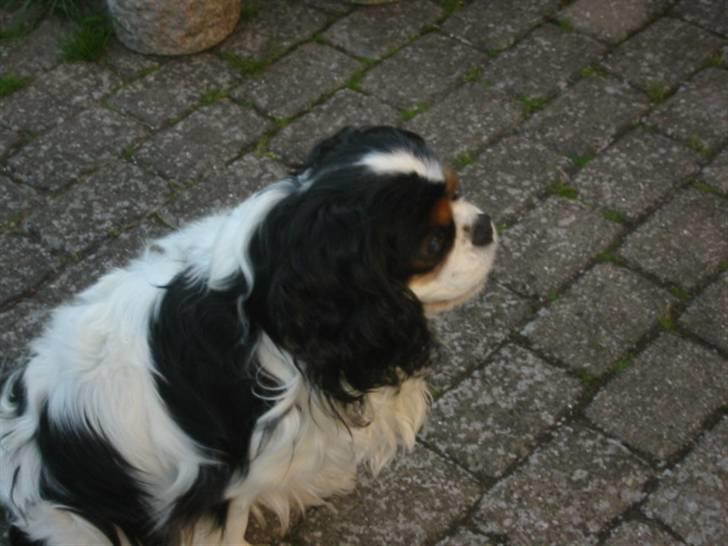 Cavalier king charles spaniel Bamse billede 2